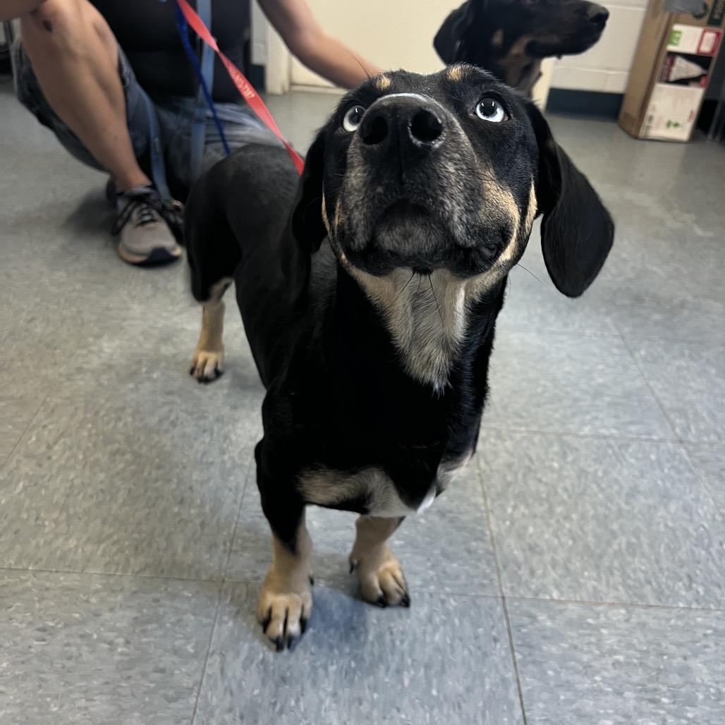 Enlarge Bambi, a Adoptable mixed breed in Spring, TX image 4/6