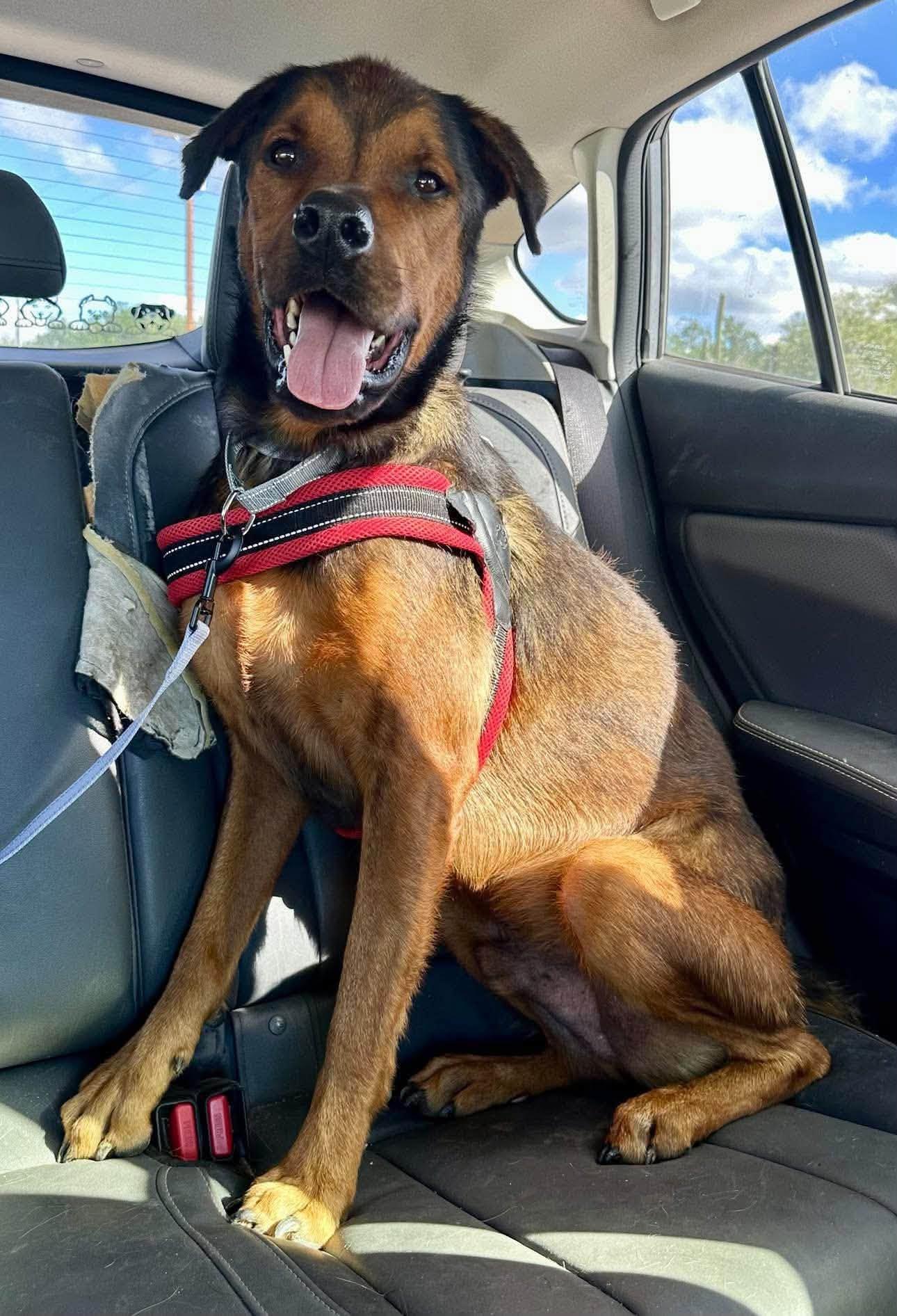 Enlarge KC, a Adoptable mixed breed in Tucson, AZ image 1/2