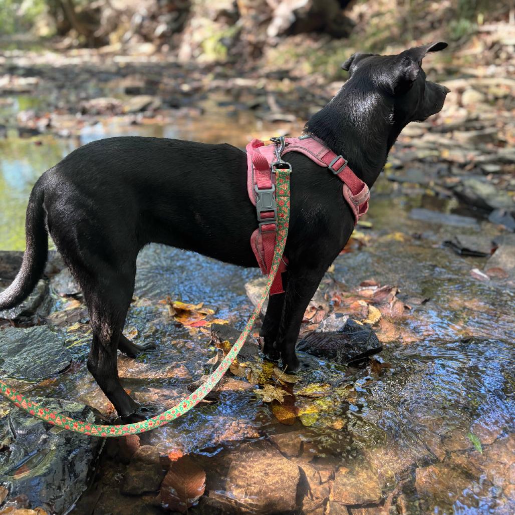 Louise, Adoptable, Young Female Black Labrador Retriever & Mixed Breed.