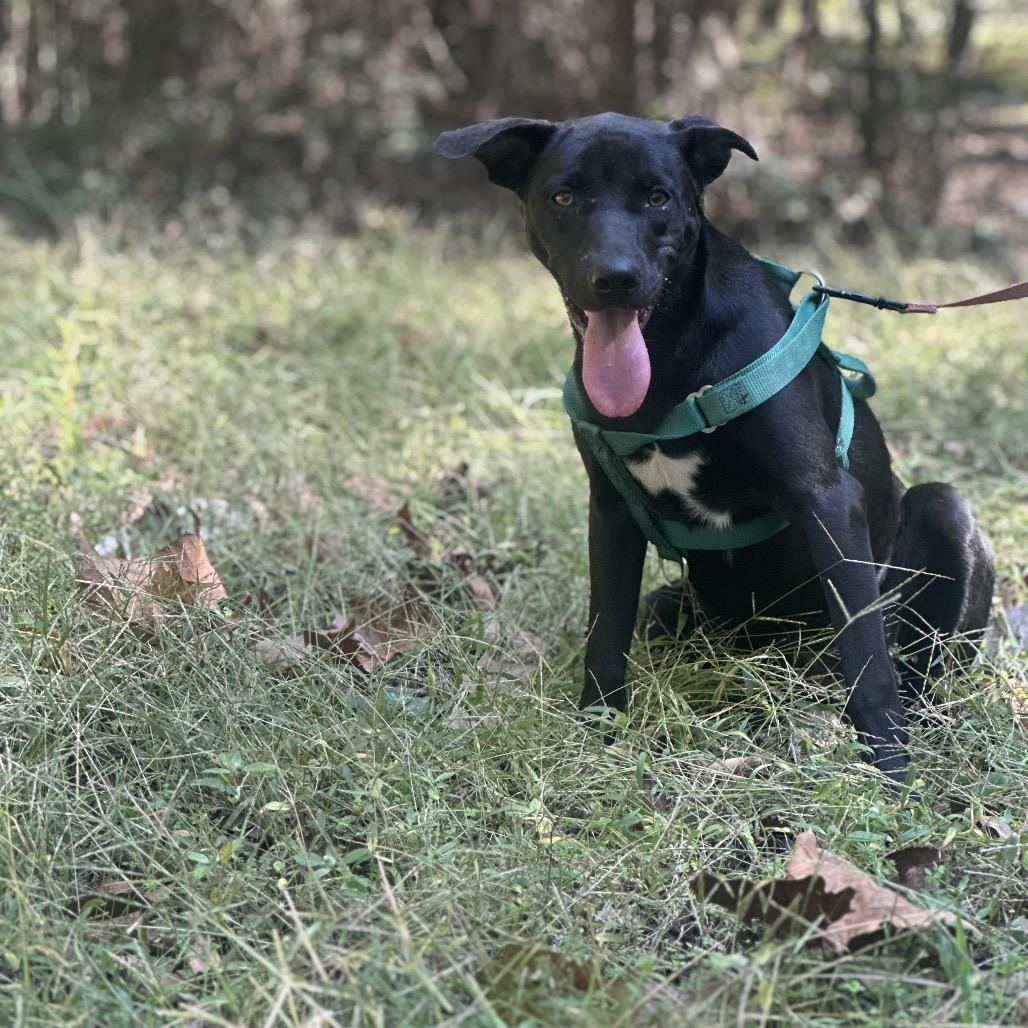 Enlarge Louise, a Adoptable mixed breed in Clarksville, AR image 2/6