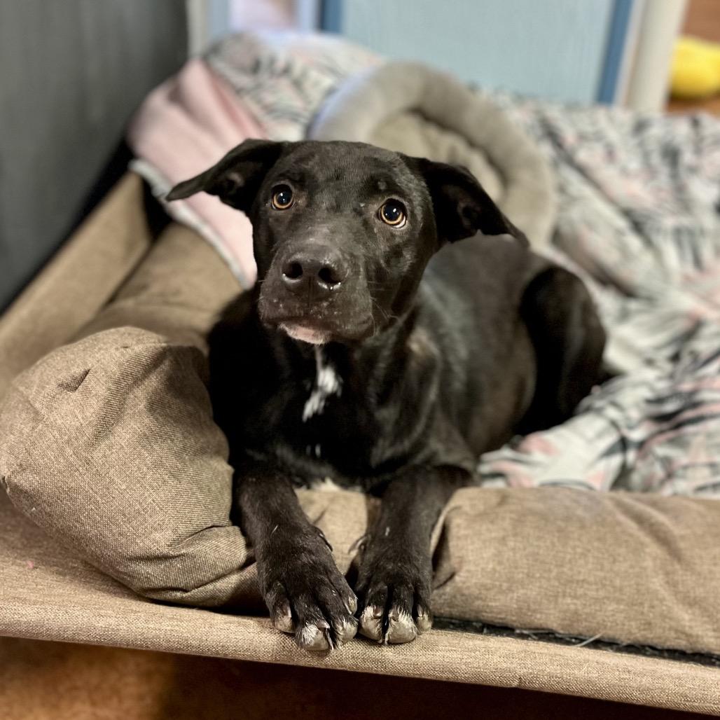 Enlarge Louise, a Adoptable mixed breed in Clarksville, AR image 3/6