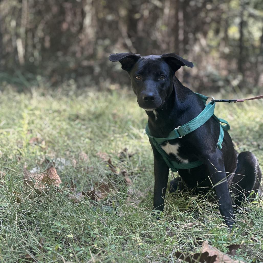 Enlarge Louise, a Adoptable mixed breed in Clarksville, AR image 4/6