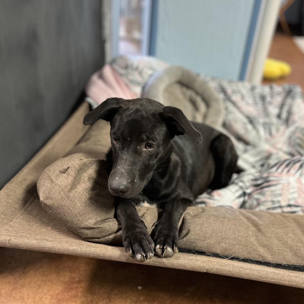 Enlarge Louise, a Adoptable mixed breed in Clarksville, AR image 5/6