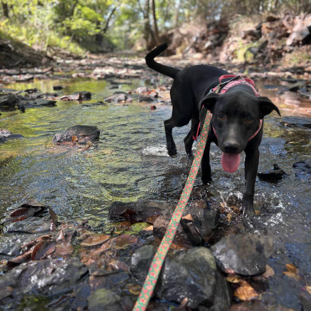 Enlarge Louise, a Adoptable mixed breed in Clarksville, AR image 6/6