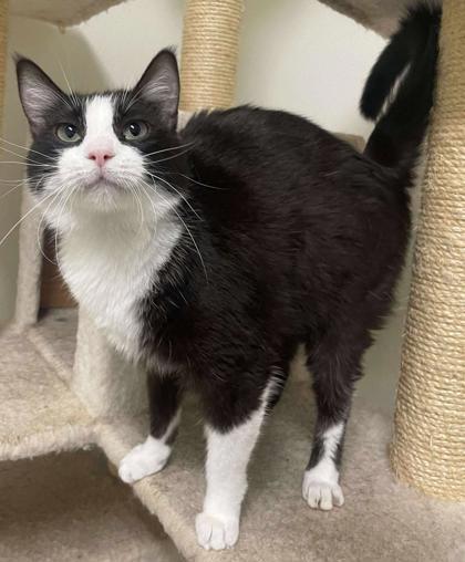 Enlarge Florence, a Adoptable Domestic Short Hair in La Harpe, KS image 2/3