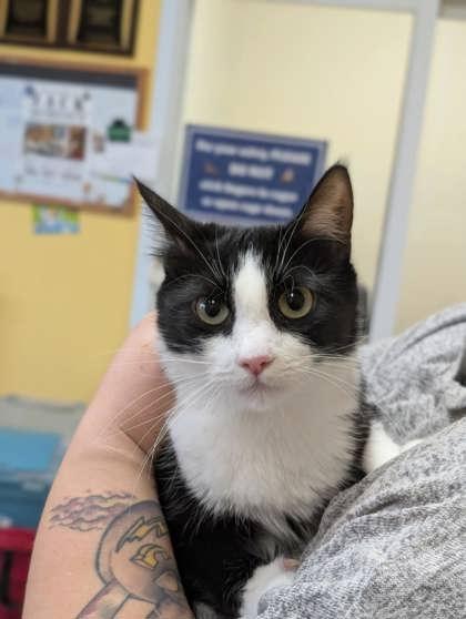 Enlarge Florence, a Adoptable Domestic Short Hair in La Harpe, KS image 2/3