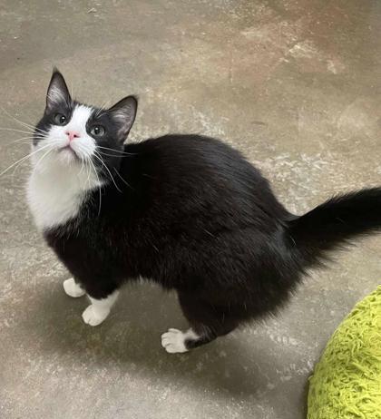 Enlarge Florence, a Adoptable Domestic Short Hair in La Harpe, KS image 3/3