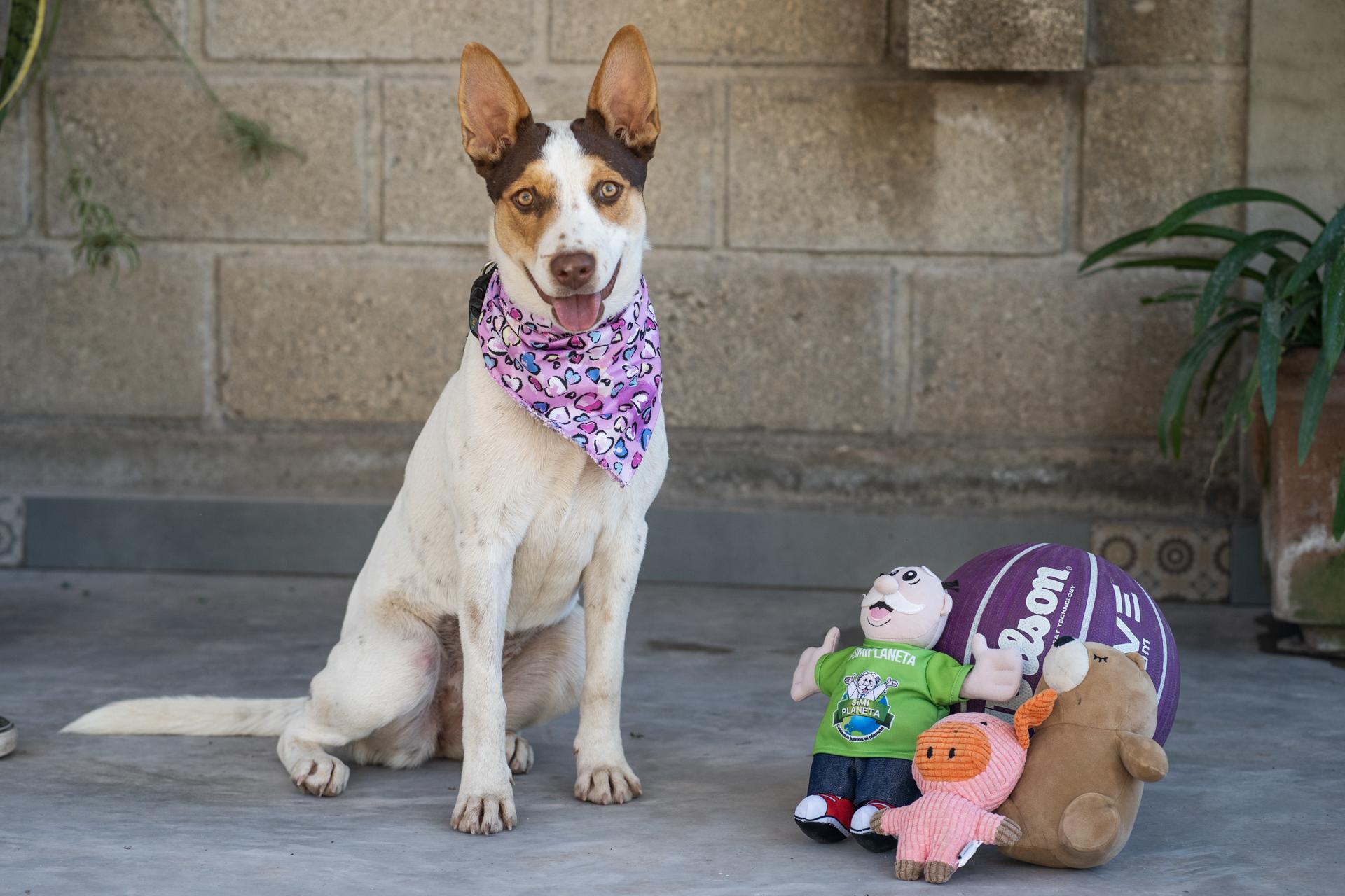 Chiquita, Adoptable, Young Female Husky & German Shepherd Dog.