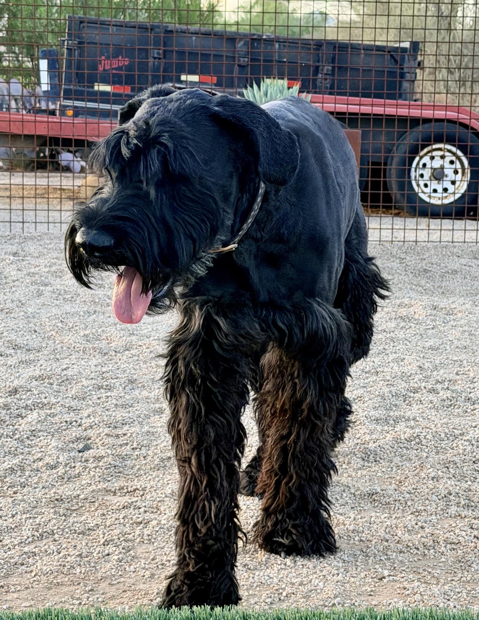 schnauzerさま専用 Standard Schnauzers for Adoption in Coalville, Utah | Petfinder