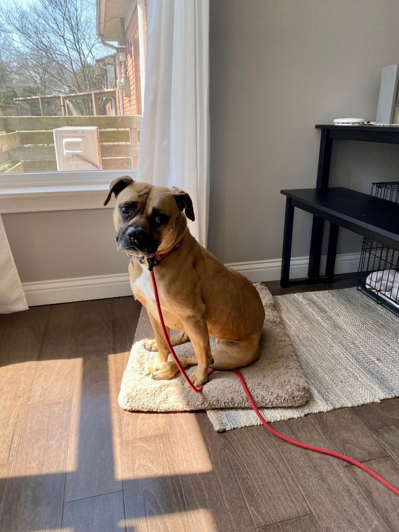 Penny, Adopted, Senior Female Boxer.