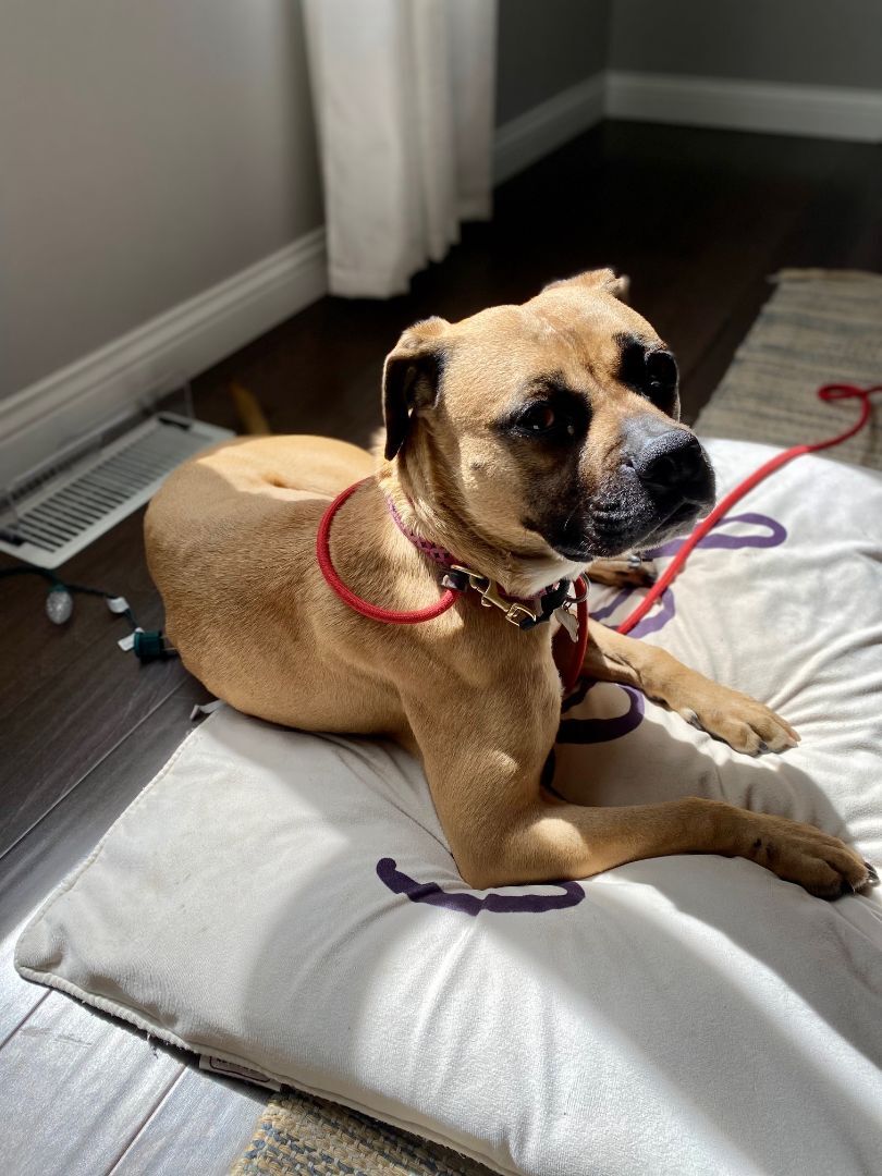 Enlarge Penny, a Adopted mixed breed in Greenwood, IN image 2/4