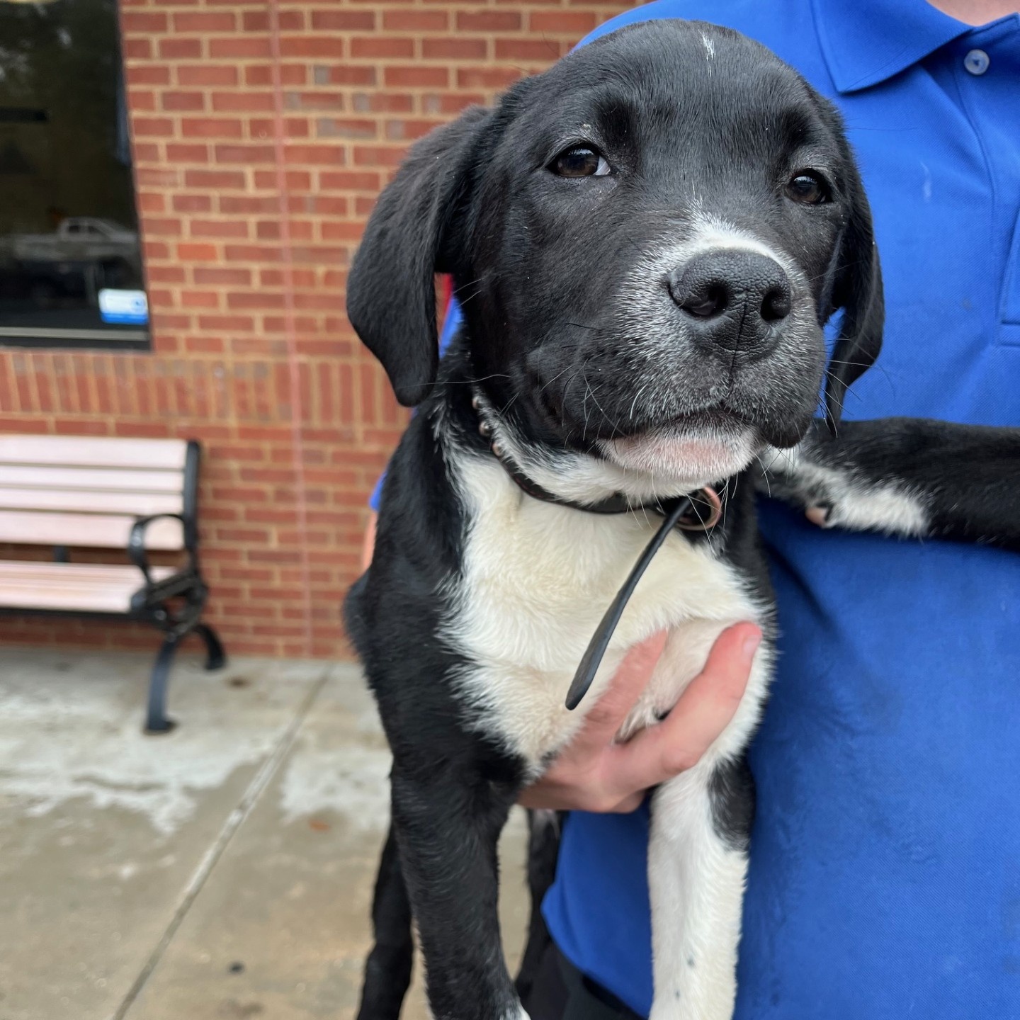 Bart, an adopted Terrier Mix in Pembroke, GA_image-1