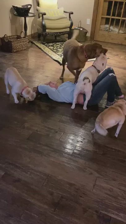 Enlarge Lucy, a Adopted mixed breed in Mooresville, IN video 1/6