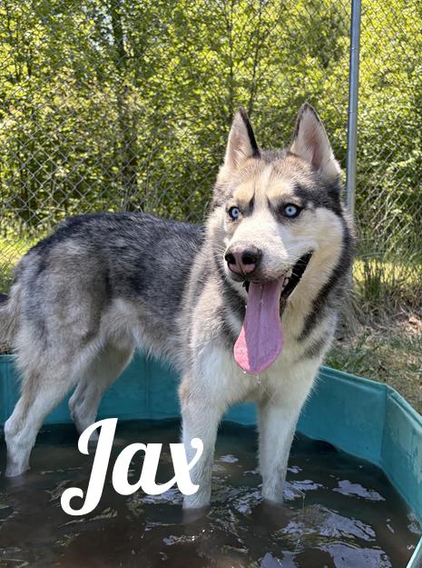 Jax, ADOPTABLE, Adult Male Husky.