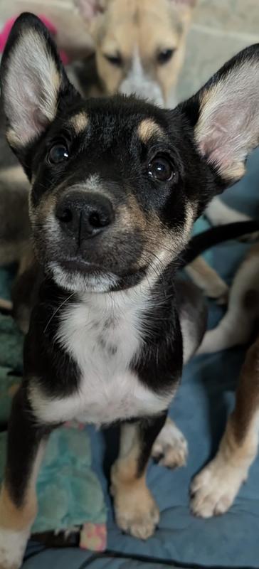 Enlarge Concord, a Adoptable mixed breed in Waunakee, WI image 1/6