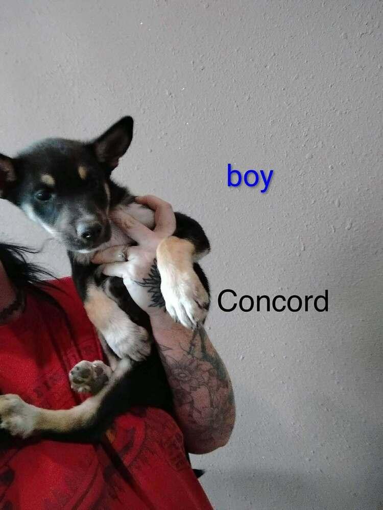 Enlarge Concord, a Adoptable mixed breed in Waunakee, WI image 2/6