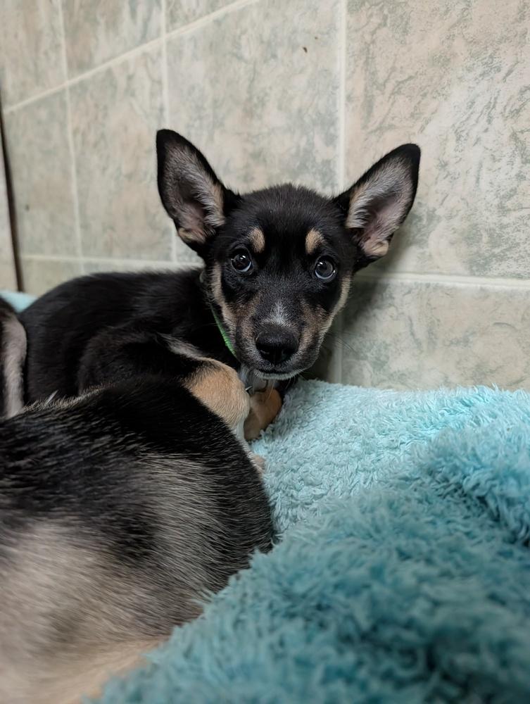 Enlarge Concord, a Adoptable mixed breed in Waunakee, WI image 3/6
