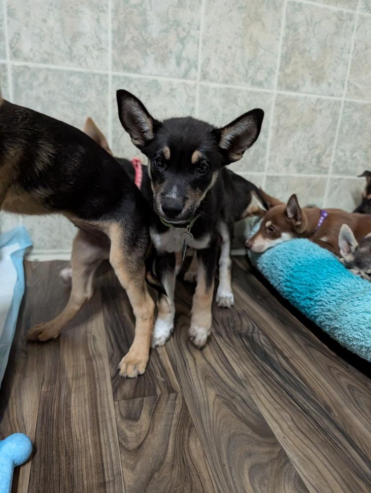 Enlarge Concord, a Adoptable mixed breed in Waunakee, WI image 5/6