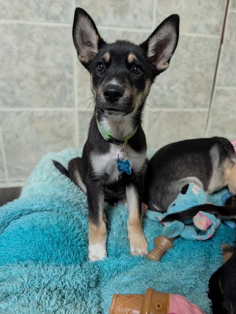 Enlarge Concord, a Adoptable mixed breed in Waunakee, WI image 6/6