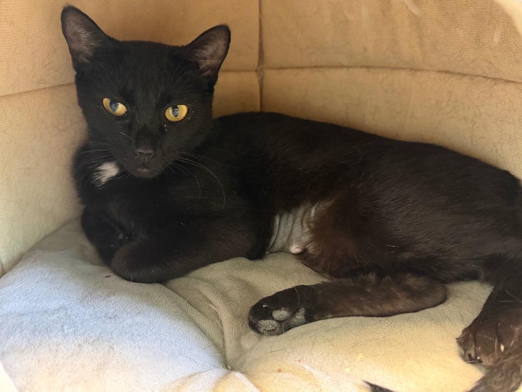 Kalli, Adoptable, Young Female Domestic Short Hair.