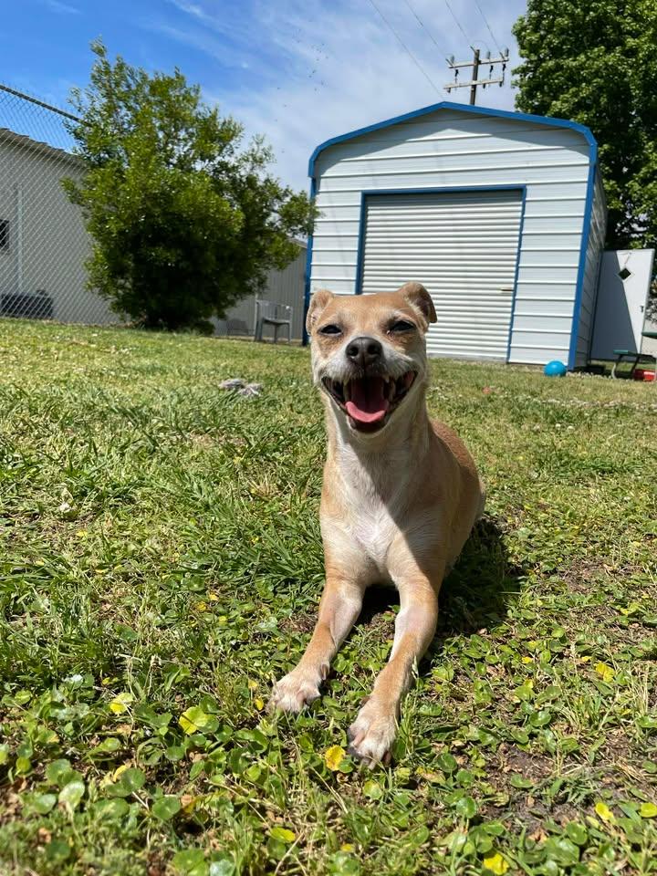 Enlarge Babygirl, an adopted mixed breed in Wilmington, NC image 4/5