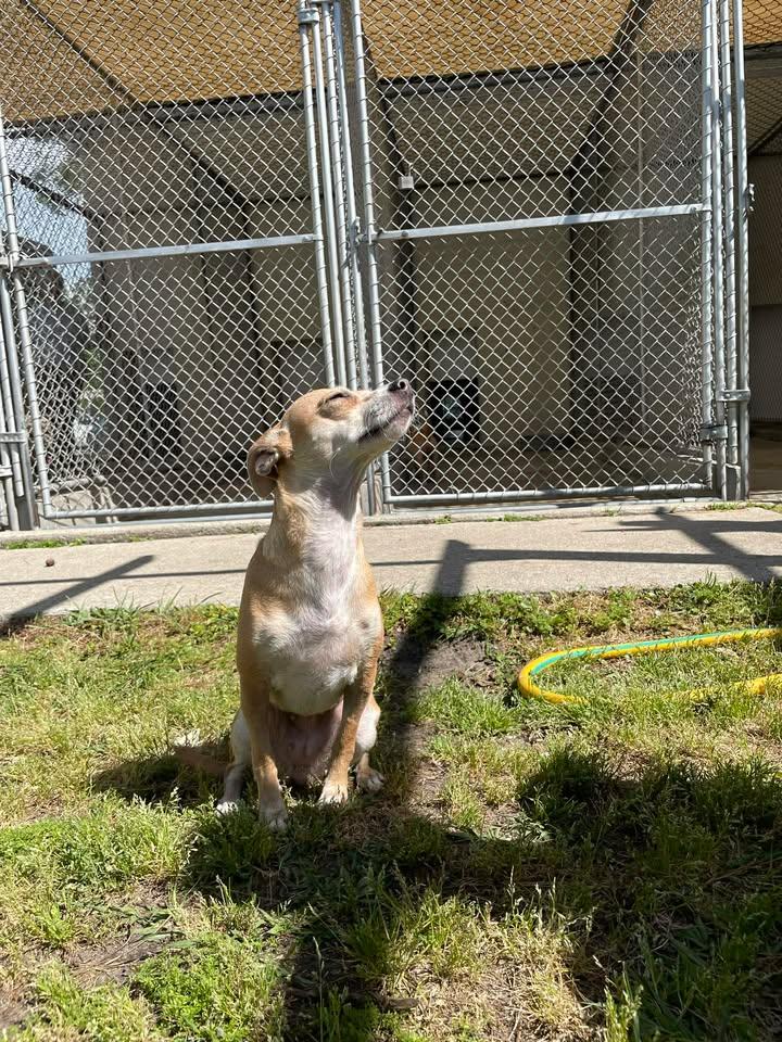 Enlarge Babygirl, an adopted mixed breed in Wilmington, NC image 2/5