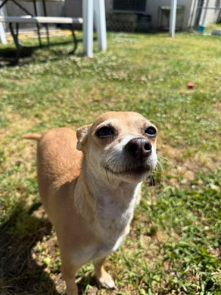 Enlarge Babygirl, an adopted mixed breed in Wilmington, NC image 5/5