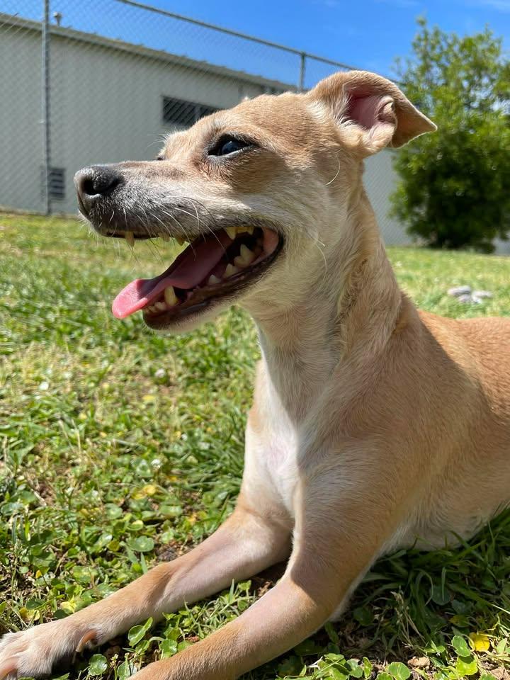 Enlarge Babygirl, an adopted mixed breed in Wilmington, NC image 1/5