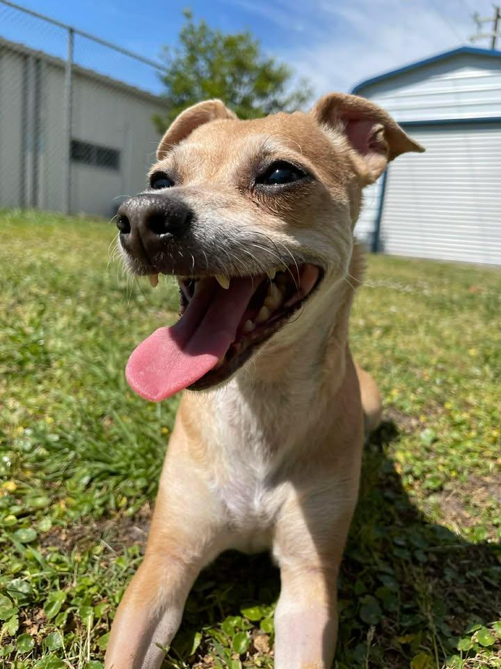 Enlarge Babygirl, an adopted mixed breed in Wilmington, NC image 3/5