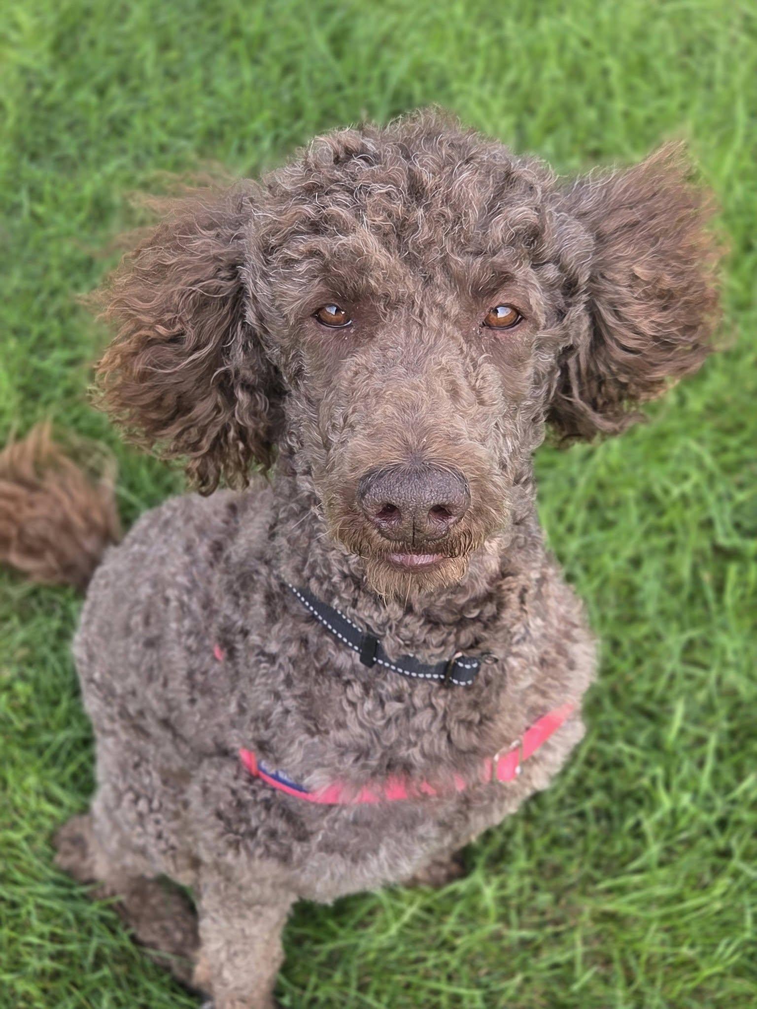 Enlarge Cash - Home Visit in Process, a ADOPTABLE Poodle in Hartland, WI image 2/6