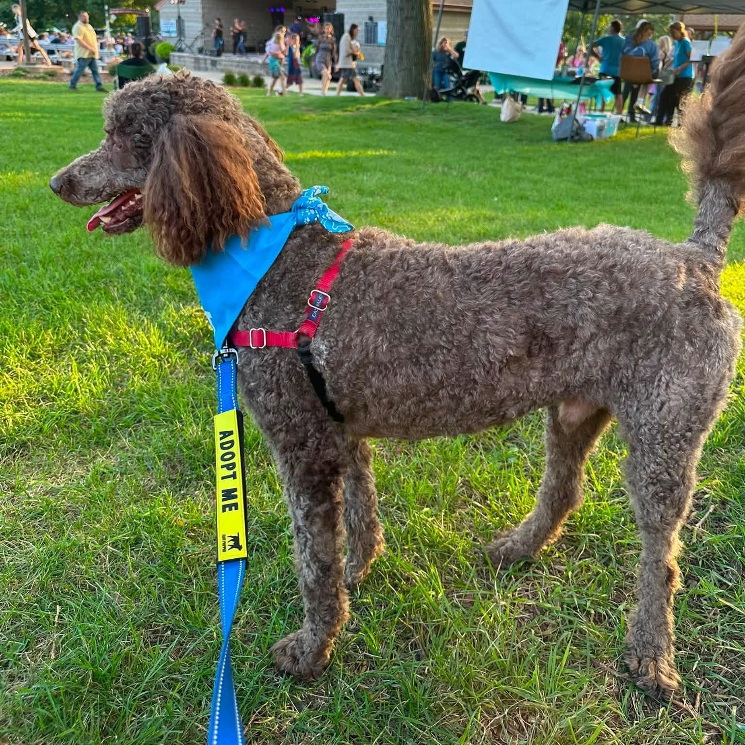 Enlarge Cash - Home Visit in Process, a ADOPTABLE Poodle in Hartland, WI image 5/6