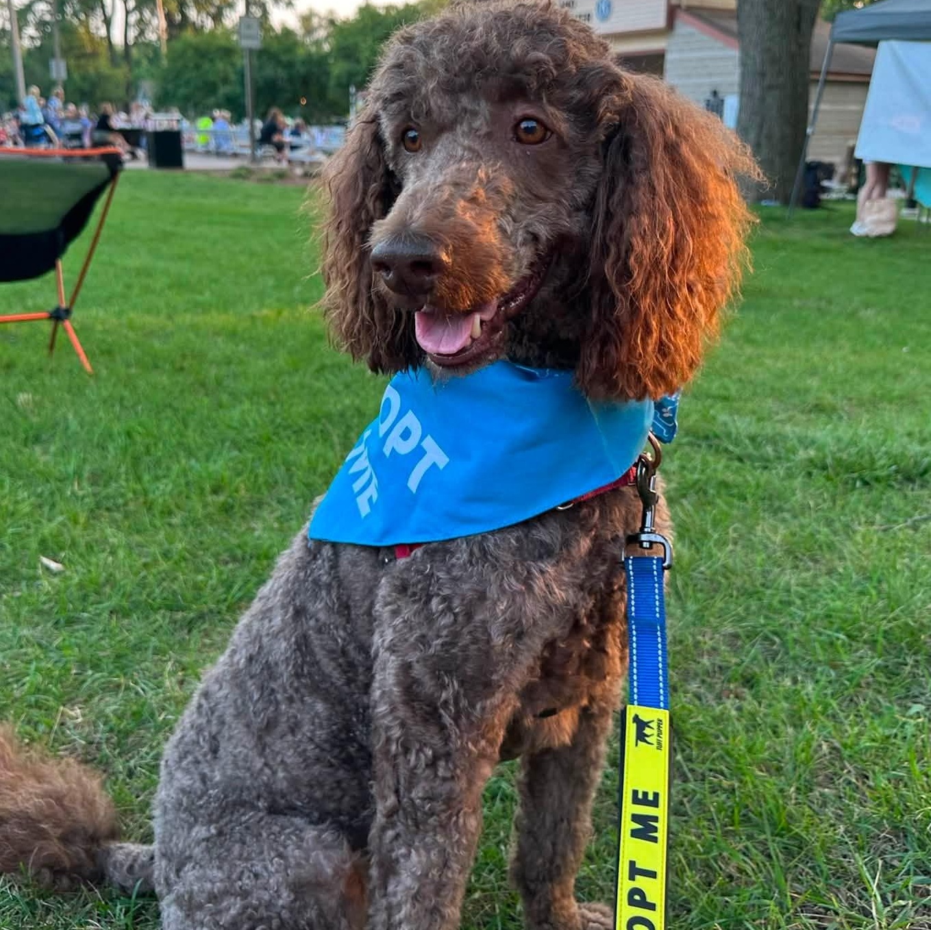 Enlarge Cash - Home Visit in Process, a ADOPTABLE Poodle in Hartland, WI image 6/6