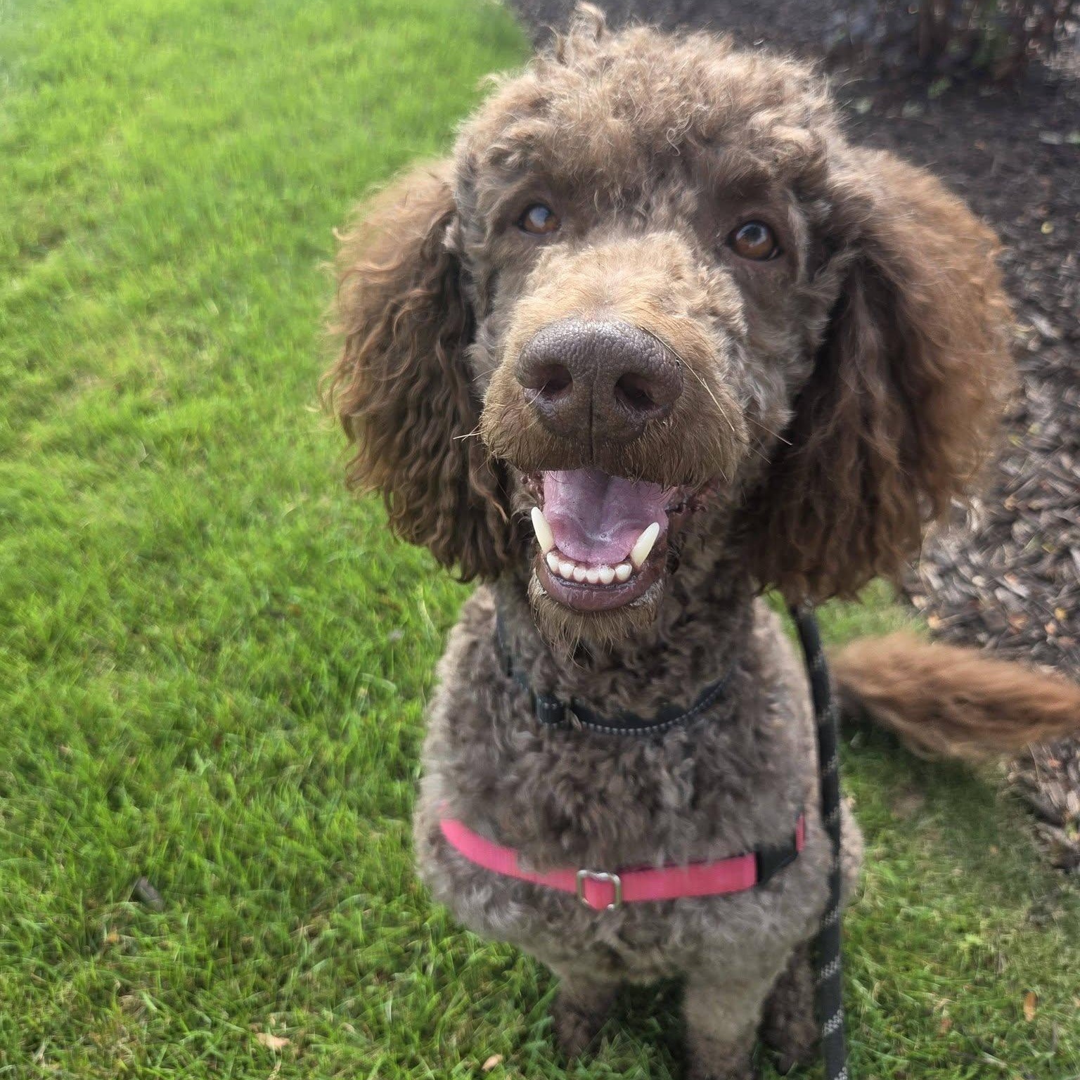 Cash - Home Visit in Process, ADOPTABLE, Adult Male Poodle.