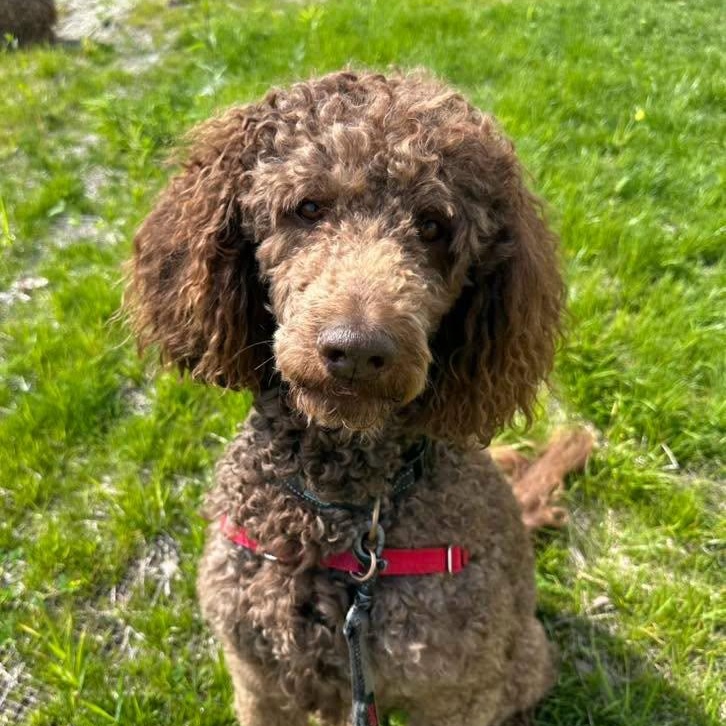 Enlarge Cash - Home Visit in Process, a ADOPTABLE Poodle in Hartland, WI image 3/6