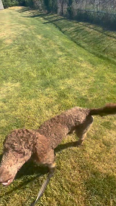 Enlarge Cash - Home Visit in Process, a ADOPTABLE Poodle in Hartland, WI video 4/6