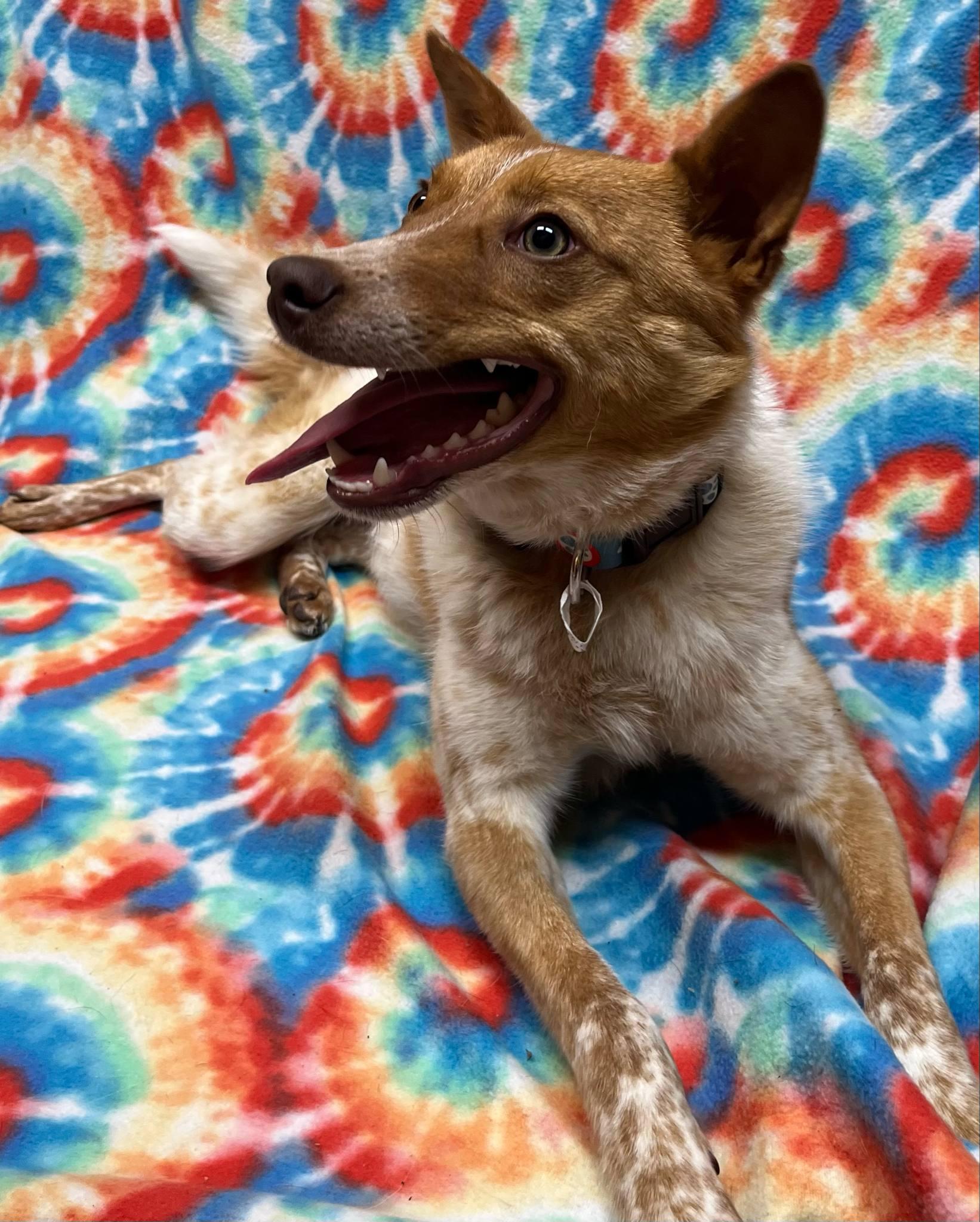 Tayo, an adoptable Australian Cattle Dog / Blue Heeler in Alexandria, MN, 56308 | Photo Image 2
