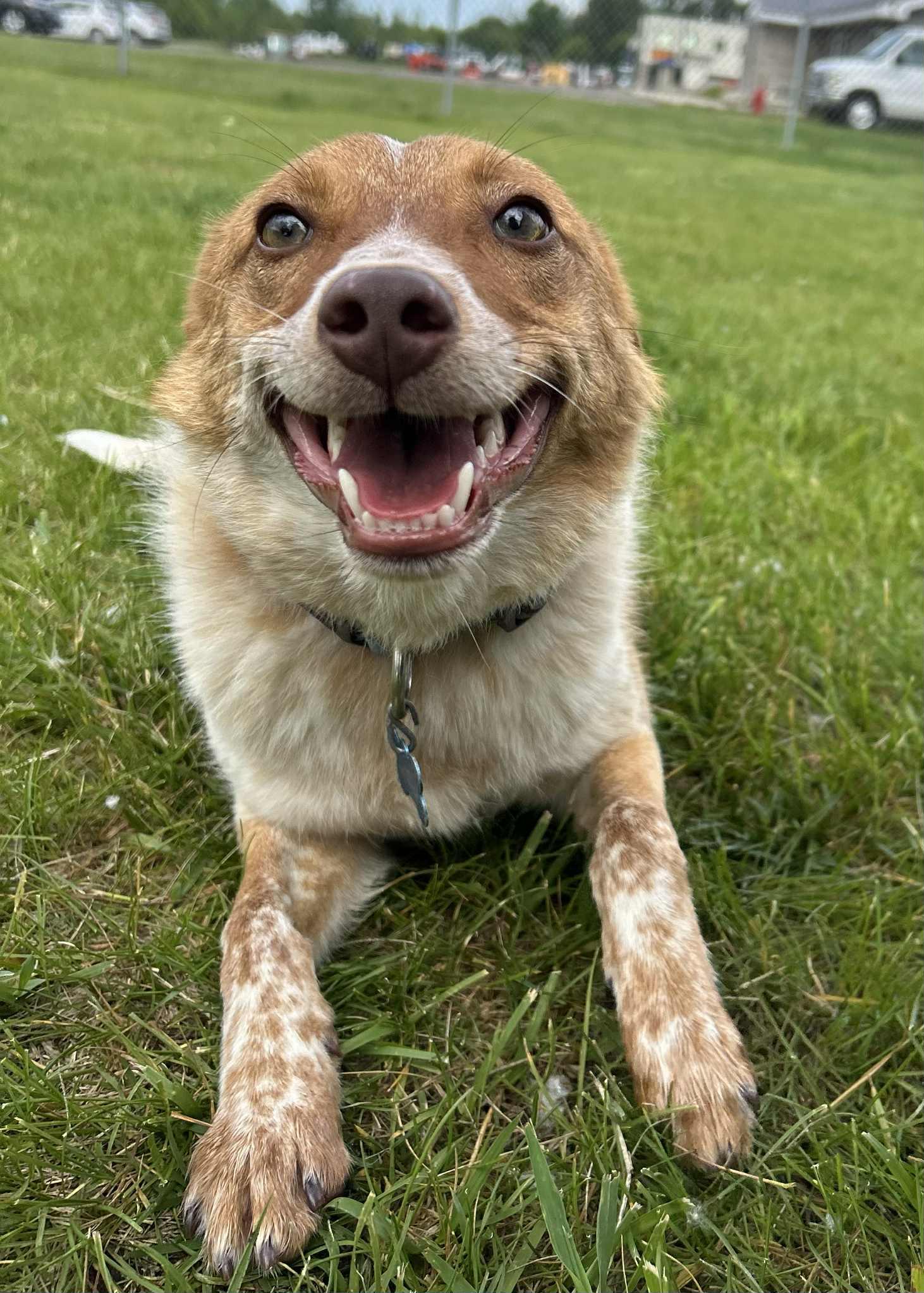Tayo, an adoptable Australian Cattle Dog / Blue Heeler in Alexandria, MN, 56308 | Photo Image 3