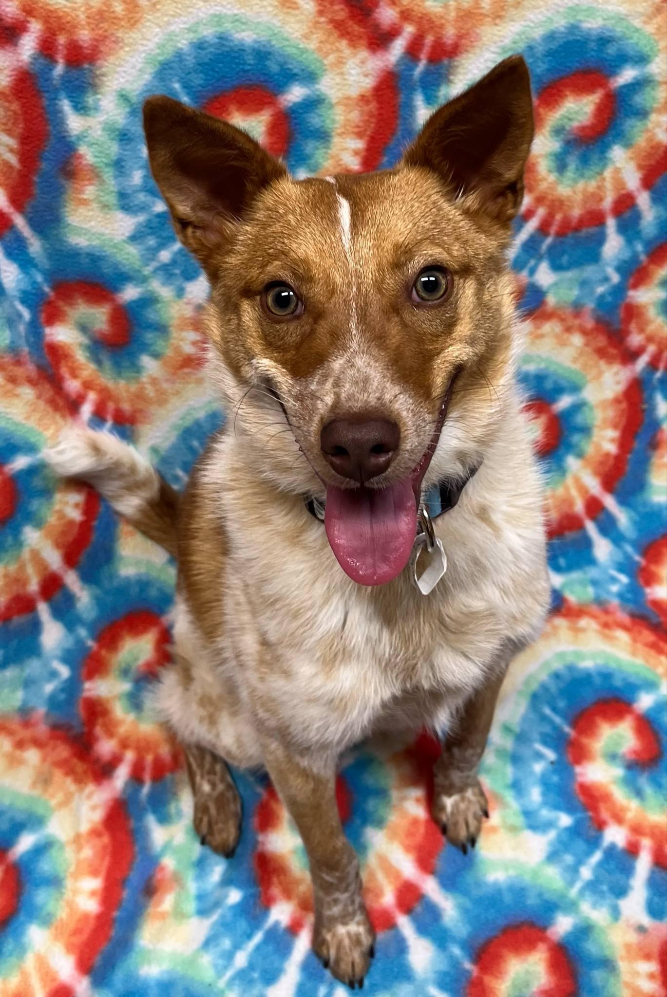 Tayo, an adoptable Australian Cattle Dog / Blue Heeler in Alexandria, MN, 56308 | Photo Image 4