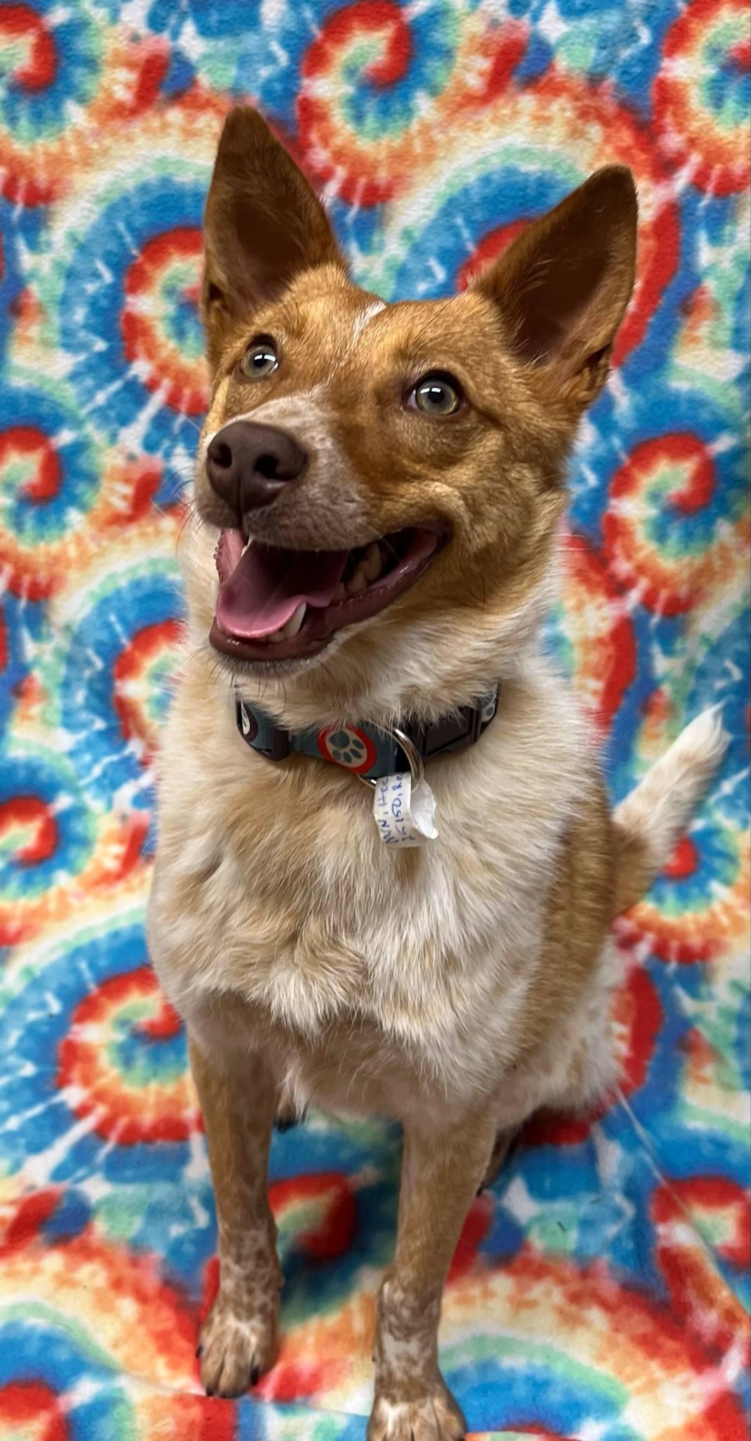 Tayo, an adoptable Australian Cattle Dog / Blue Heeler in Alexandria, MN, 56308 | Photo Image 6