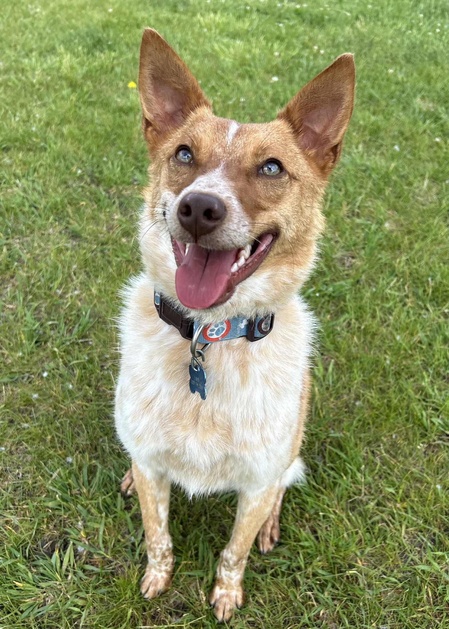 Tayo, an adoptable Australian Cattle Dog / Blue Heeler in Alexandria, MN, 56308 | Photo Image 1