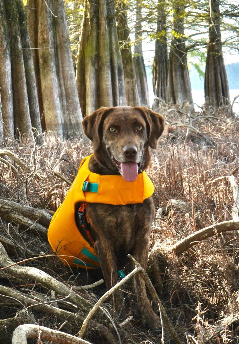 Ginger, Adoptable, Adult Female Labrador Retriever & Mountain Cur.
