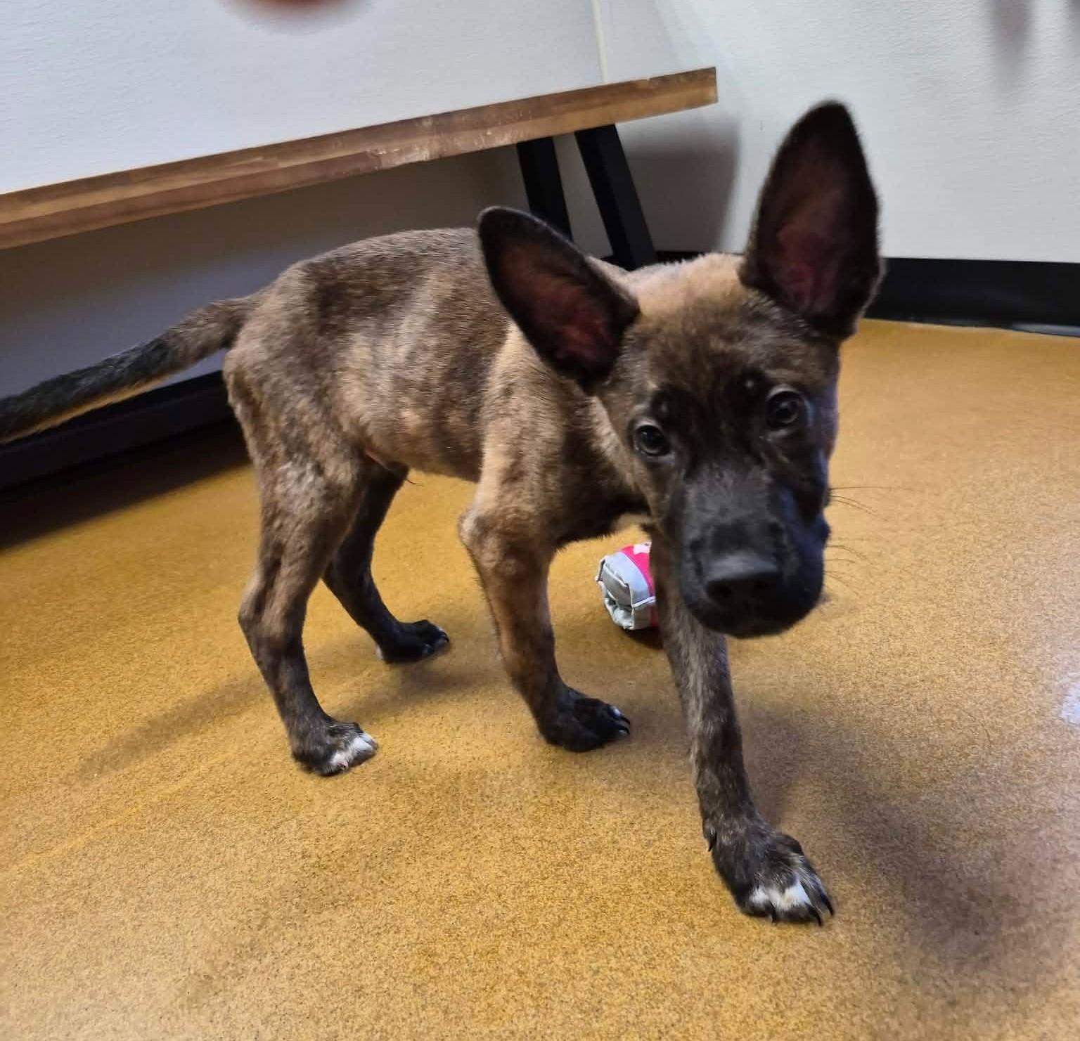 Bear, an adopted mixed breed in Maryville, MO image 2/5