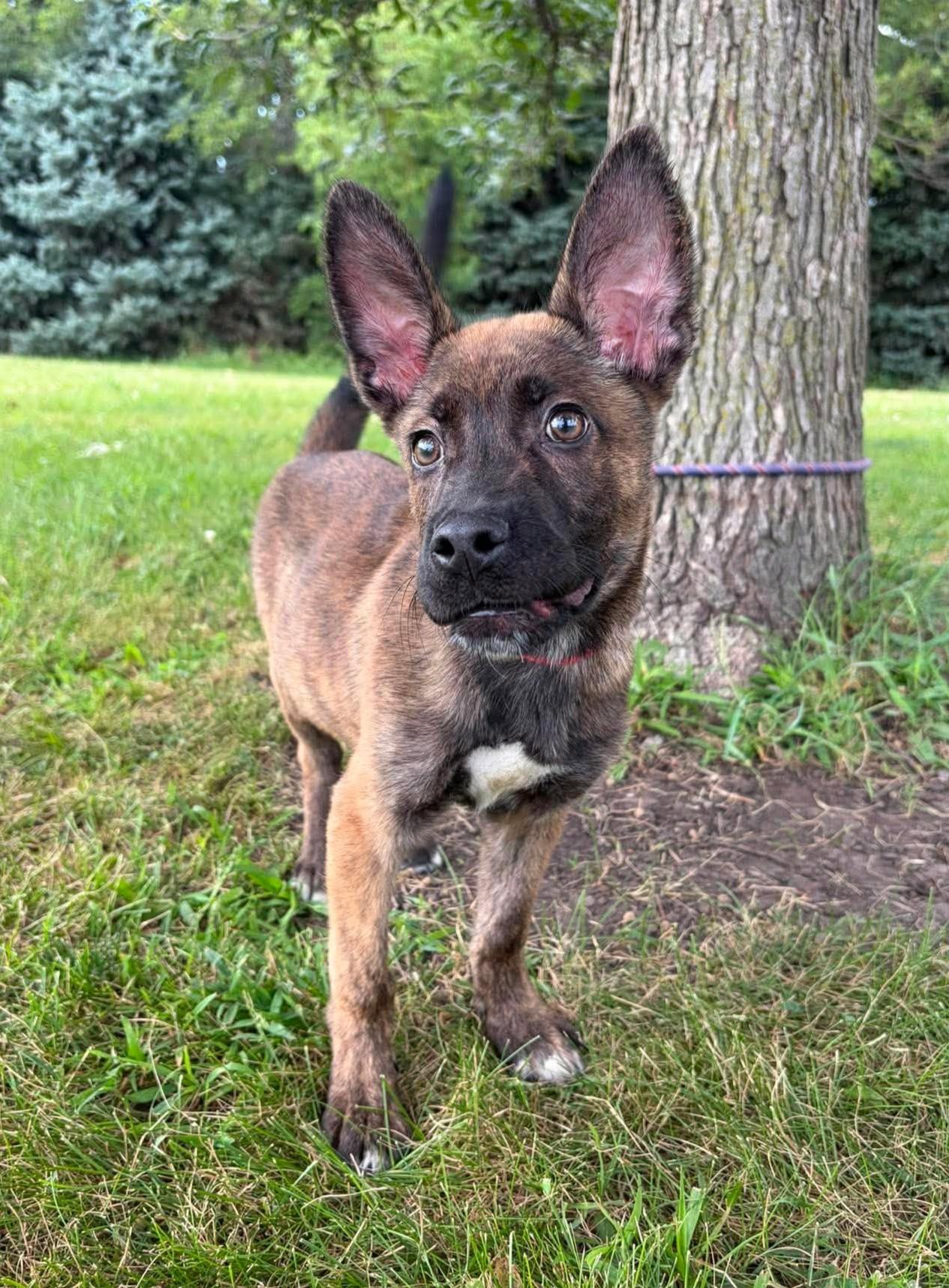 Bear, an adopted mixed breed in Maryville, MO image 4/5