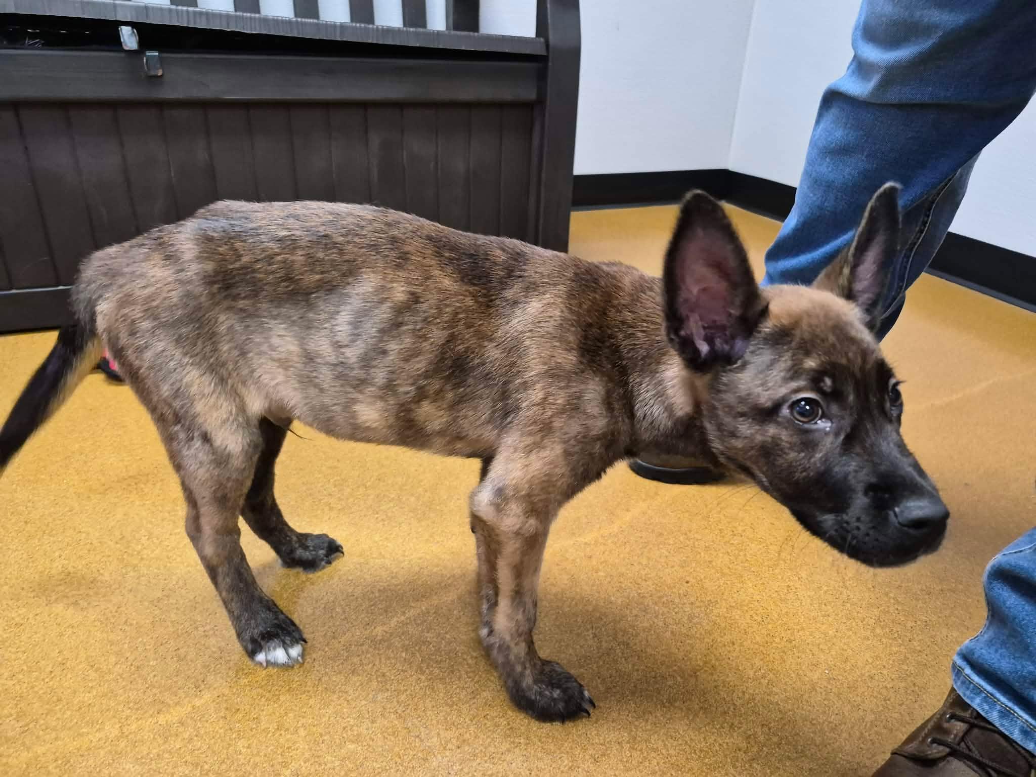 Bear, an adopted mixed breed in Maryville, MO image 3/5