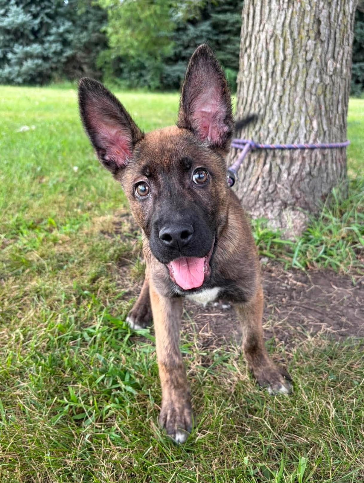 Bear, an adopted mixed breed in Maryville, MO image 1/5