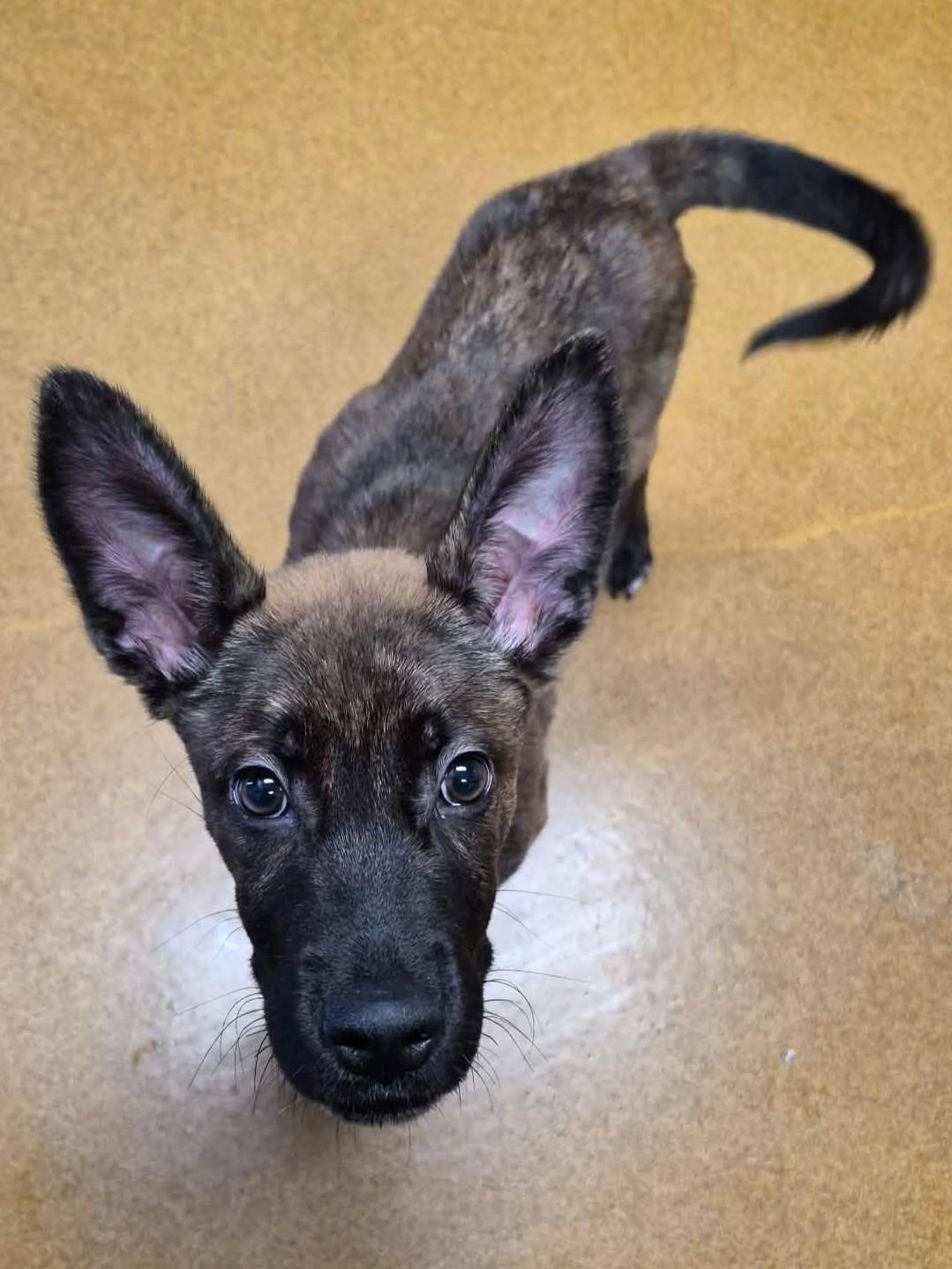 Bear, an adopted mixed breed in Maryville, MO image 5/5