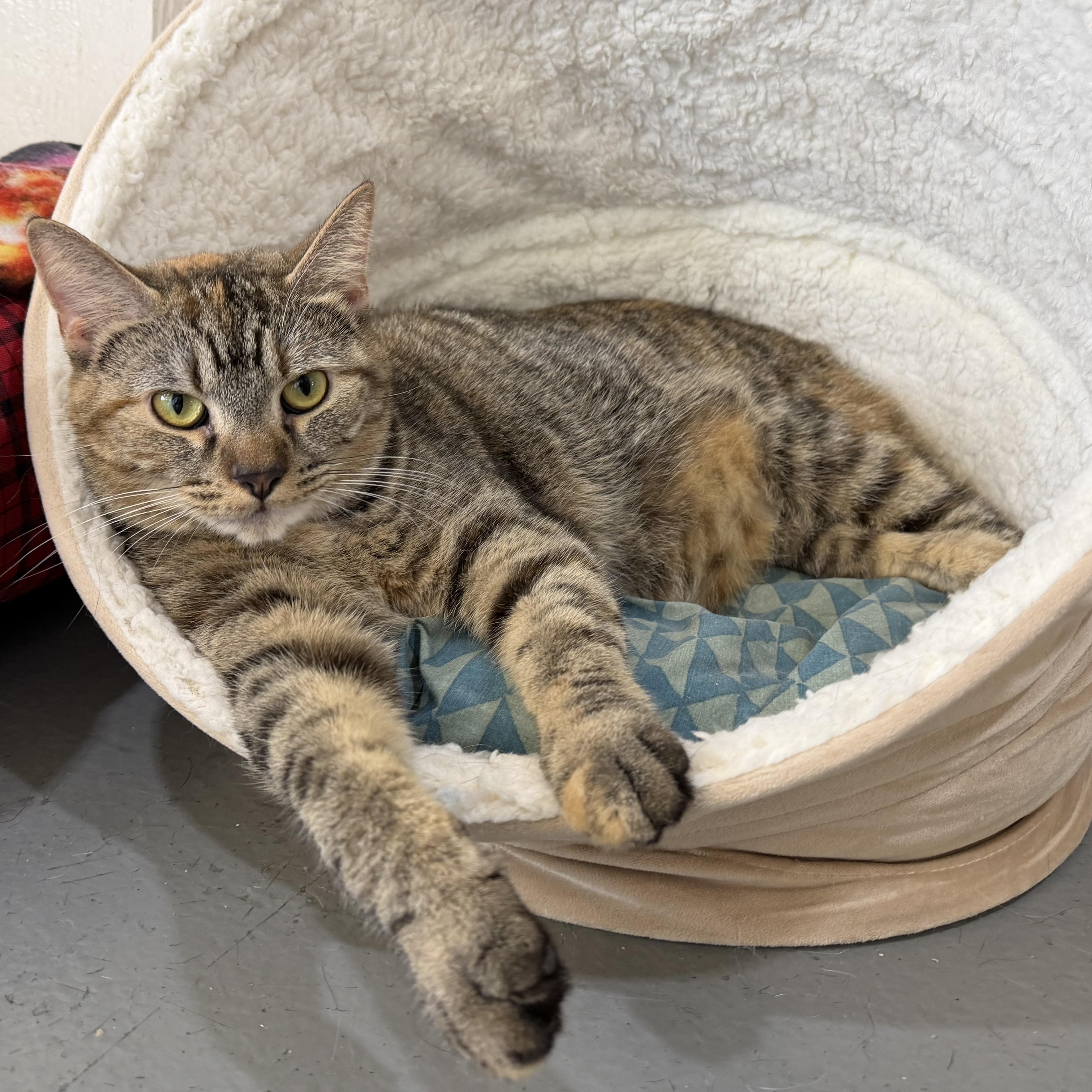 Lana, an adopted mixed breed in Latrobe, PA image 1/2
