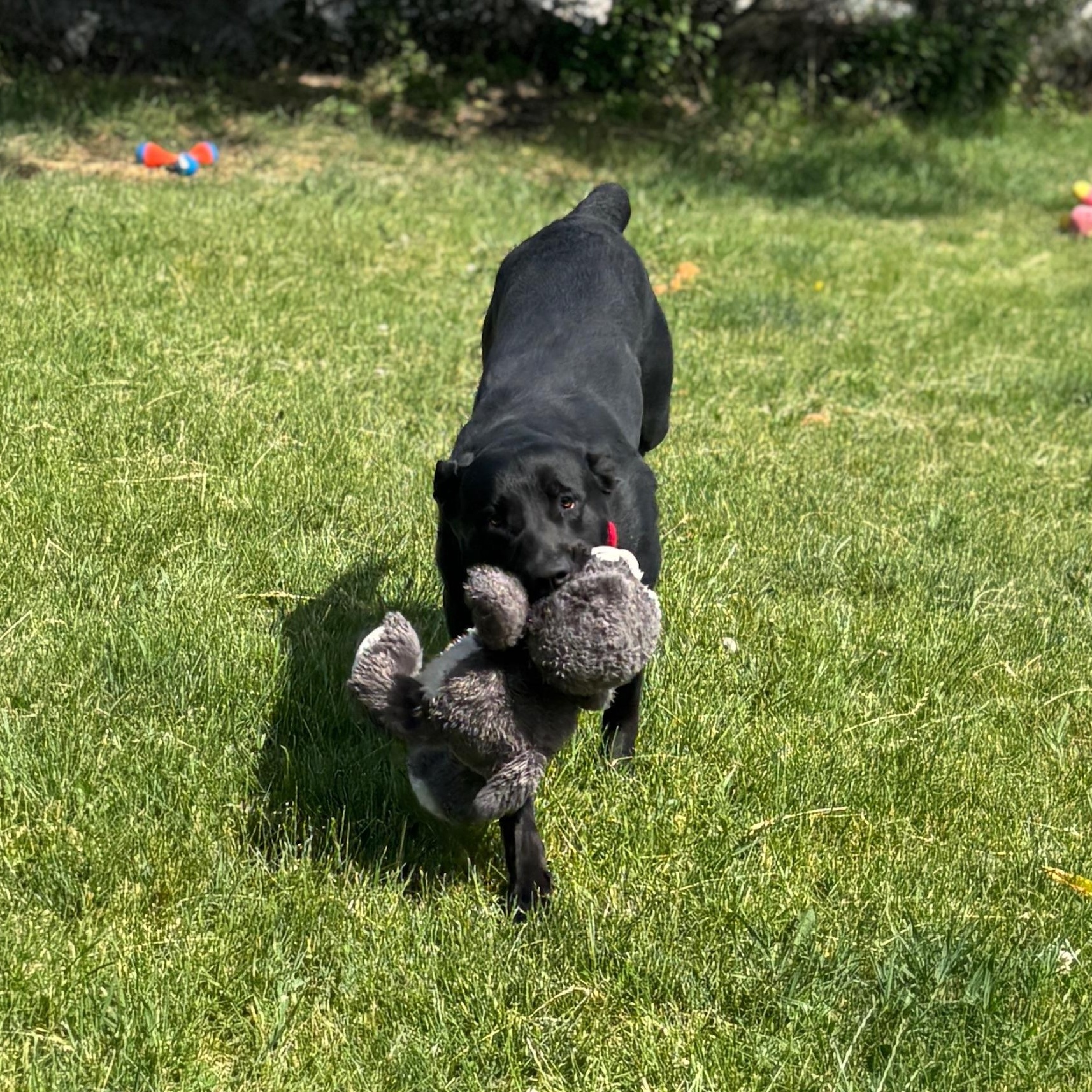 Enlarge Scarlett, an adoptable mixed breed in Mississauga, ON image 6/6
