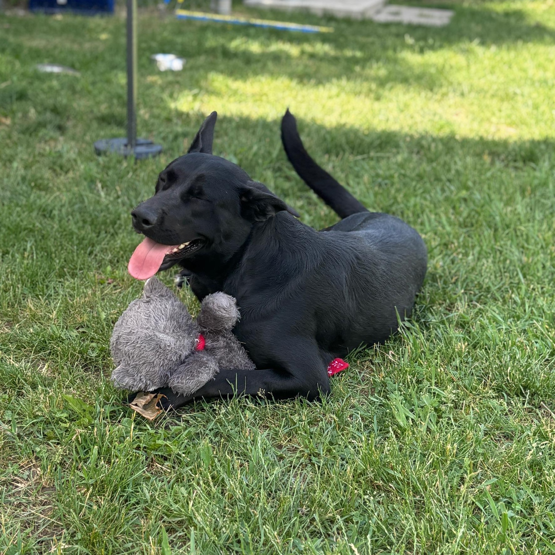 Enlarge Scarlett, an adoptable mixed breed in Mississauga, ON image 5/6