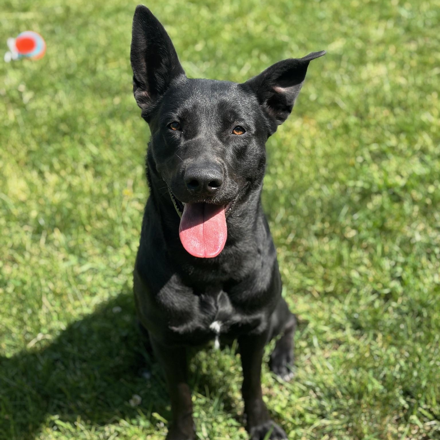 Enlarge Scarlett, an adoptable mixed breed in Mississauga, ON image 4/6
